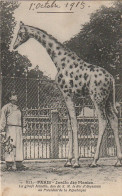 JA 4- (75) PARIS - JARDIN DES PLANTES - LA GIRAFE MENELIK , DON DU ROI D'ABYSSINIE - SOIGNEUR - 2 SCANS  - Parcs, Jardins