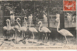 JA 4- (75) PARIS - JARDIN DES PLANTES -  LES FLAMANTS ROSES - ENCLOS - 2 SCANS  - Parken, Tuinen