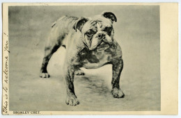 DOG : BULLDOG - BROMLEY CRET. / LONDON W.C 11 DUPLEX / BURTON ON THE WATER, THE RECTORY (BENNETT) - Cani