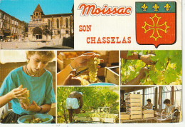 KO 18-(82)  MOISSAC , SON CHASSELAS - CARTE MULTIVUES COULEURS : CUEILLETTE DU RAISIN - CONDITIONNEMENT  - 2 SCANS - Moissac