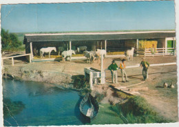 Bouches  Du   Rhône :  LA  CAMARGUE  : Cheval , Gardians, Chevaux  1963 - Otros & Sin Clasificación