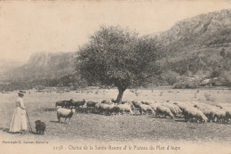 KO 22-(83) CHAINE DE LA SAINTE BAUME ET LE PLATEAU DU PLAN D' AUPS - TROUPEAU DE MOUTONS- 2 SCANS - Other & Unclassified