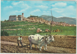 Italie :  ASSISI :  Vues  , Attelage  Boeufs - Other & Unclassified