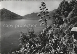 12603688 Ascona Lago Maggiore Vegetazione Vegetation Blick Ueber Den See Alpen A - Other & Unclassified