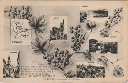 LE 19 -(89) AUXERRE - SOUVENIR DE L' YONNE - CARTE MULTIVUES - BRANCHAGE DE VIGNE ET RAISIN - 2 SCANS - Auxerre