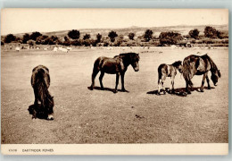 39611106 - Dartmoor-Pony England - Caballos