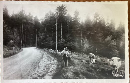 St-Igny-de-Vers - Troupeau Vers La Route D’Ajoux - Sonstige & Ohne Zuordnung