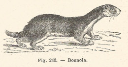 Donnola - Incisione Antica Del 1925 - Engraving - Estampas & Grabados