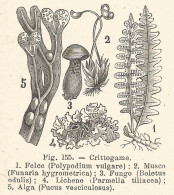 Crittogame - Incisione Antica Del 1925 - Engraving - Estampas & Grabados