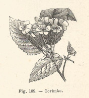 Corimbo - Incisione Antica Del 1925 - Engraving - Stampe & Incisioni