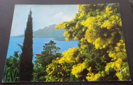 La Côte D'Azur - Printemps Sur La Côte D'Azur, Les Mimosas En Fleur - Editions D'art Yvon, Paris - Sonstige & Ohne Zuordnung