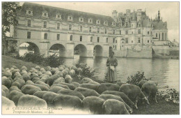 37 CHENONCEAUX. Bergère Et Troupeau De Moutons - Chenonceaux