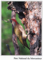 CPM - P - PARC NATIONAL DU  MERCANTOUR - PIC VERT - Oiseaux