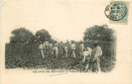37 METTRAY. Travaux Agricoles à La Colonie Pénitentiaire 1905 - Mettray
