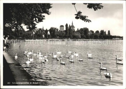 12578030 Arbon  TG Seepanorama Schwaene  - Sonstige & Ohne Zuordnung