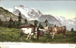 12577998 Wengen BE Alpenlandschaft Alm Mit Jungfrau Wengen - Altri & Non Classificati