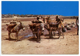 Djibouti - Point D'eau Vers Dorale - Dschibuti