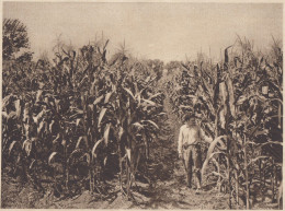 Rigogliosa Coltivazione Di Granoturco In Agro Pontino - 1936 Stampa Epoca - Prints & Engravings