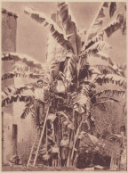 Banano Di Antonino La Malfa Di Vigliatore (Messina) - 1934 Stampa Epoca - Prints & Engravings