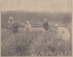 La Raccolta Della Lavanda In Liguria - 1933 Stampa Epoca - Vintage Print - Stiche & Gravuren