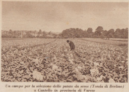 Cantello (VA) - Un Campo Per La Selezione Delle Patate - 1937 Stampa - Stiche & Gravuren