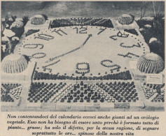 Giardino Delle RR. Terme Di Levico - Orologio Vegetale - 1934 Stampa Epoca - Stiche & Gravuren