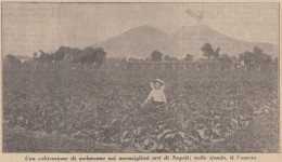 Coltivazione Di Melanzane Negli Orti Di Napoli - 1933 Stampa - Old Print - Stiche & Gravuren