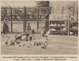 Nel Cortile Dell'Azienda Sirini A Gussola (Cremona) - 1936 Stampa - Print - Prints & Engravings