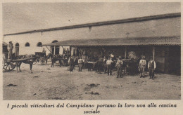 Viticoltori Del Campidano Portano Uva Alla Cantina Sociale - 1936 Stampa - Prints & Engravings