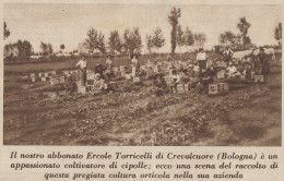 Crevalcuore (BO) - Azienda Di Ercole Torricelli - Raccolta - 1936 Stampa - Prints & Engravings