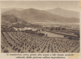 Mandorleto Nell'Azienda Geremeas (CA) Del Comm. Marongiu - 1936 Stampa - Prints & Engravings