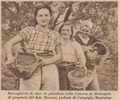 Campiglia Marittima (LI) - Raccoglitrici Di Olive - 1937 Stampa - Print - Stiche & Gravuren