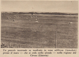 Pascolo Invernale Nella Regione Del Circeo (Littoria) - 1935 Stampa Epoca - Stiche & Gravuren