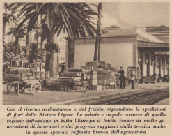 Stazione Ferroviaria Di Sanremo - Spedizione Fiori - 1935 Stampa - Print - Stiche & Gravuren