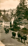 73750365 Stolberg Harz Austrieb Der Kuehe Stolberg Harz - Stolberg (Harz)