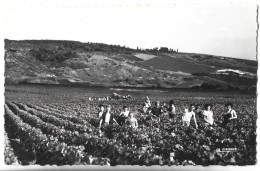 AY - Scène De Vendanges - Vigne - Ay En Champagne