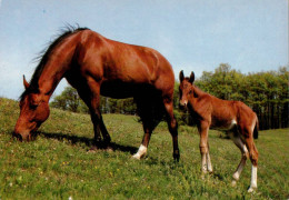 H1706 - TOP Pferd Horses Fohlen - Paarden