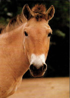 H1707 - TOP Pferd Horses - Caballos