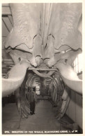 Isle Of Wight - Skeleton Of The Whale , Blackgang Chine , China - Squelette Préhistorique - Autres & Non Classés