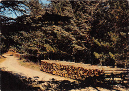 Environs De LAMALOU LES BAINS Promenade Dans La Foret De L Espinouse 21(scan Recto-verso) MA2031 - Lamalou Les Bains