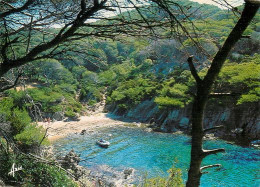 Porquerolles Calanque Du Bréganconnet  43 (scan Recto-verso)MA2062Ter - Porquerolles