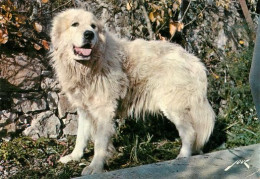 PATOU  Chien Des Pyrenées   Aragnouet  SAINT LARY 37  (scan Recto-verso)MA2062Bis - Aragnouet