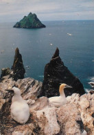 IRELAND  Gannets And The Skellig Rocks  40   (scan Recto-verso)MA2060Ter - Altri & Non Classificati