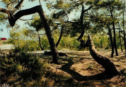 BISCAROSSE Plage Les Pins Tordus Landes  5   (scan Recto-verso)MA2068Ter - Biscarrosse