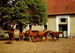 H1712 - Pferd Horses - Planet Verlag DDR - Horses