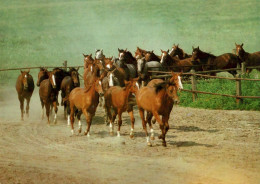 H1713 - TOP Pferd Horses - Planet Verlag DDR - Cavalli