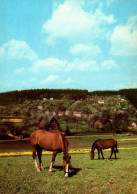 H1714 - TOP Pferd Horses - Planet Verlag DDR - Chevaux