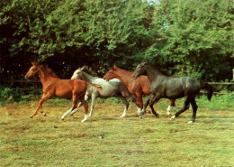 H1717 - Pferd Horses - Planet Verlag DDR - Paarden