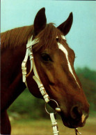 H1718 - TOP Pferd Horses - Planet Verlag DDR - Caballos