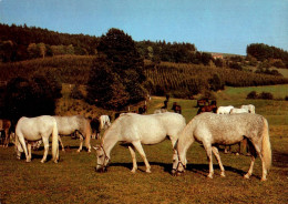 H1719 - TOP Pferd Horses Schimmel - Planet Verlag DDR - Pferde